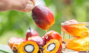 Importing Palm Oil: How Abundance MENA Simplifies the Process