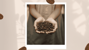 Cocoa beans trading